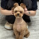 그루몽실 | 귀염둥이 말티푸 제리. 새로운 곳에서 미용한 후기