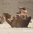 까멜리오 이미지