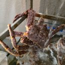 무화잠 | 무화잠 강남점 대게코스요리 맛집추천 룸식당 가성비대게맛집추천