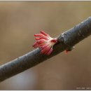 계수나무 이미지