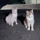 수하길 이미지