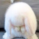 디팡 이미지