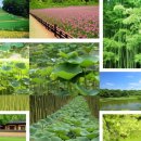 대숲향기 이미지