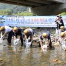 Re: 대전 유등천서 멸종위기 '감돌고기' 방류(뉴시스) 이미지