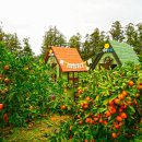 동산농장(2) 이미지