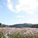 하동북천 코스모스 메밀꽃축제, 진주청동기박물관 이미지