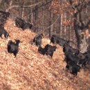 상경목장 이미지