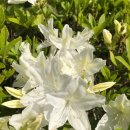 플라워봄 이미지