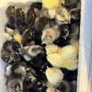 인원농장 이미지