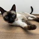 유온민박