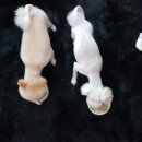 (주)펫바라기 이미지