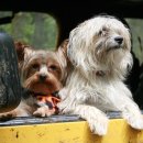 강아지랑나랑 이미지