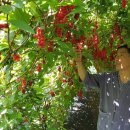 이레농장2 이미지