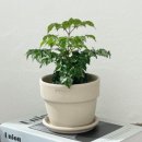 행복나무 이미지