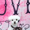 레몬이네 그루밍샵 이미지