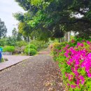 그린 팜파스 이미지