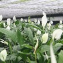 용궁농장(2) 이미지