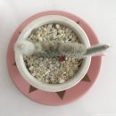 반반(vanvan) | 대구 카페 - 반반다방(동성로)/VANVAN DAVANG