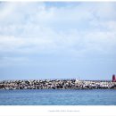 빨간바다 이미지