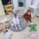 마이하우스퍼피 애견호텔유치원 네이버블로그