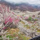 봄 | 2026 광양매화축제 실시간 개화율 주차 매화마을 봄나들이 후기