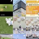 놀루오숑 이미지