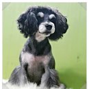 고돌이네 이미지