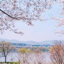 벚꽃길13 Daum카페