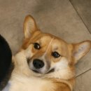 도그 아지트 이미지