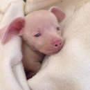 핑크강아지 이미지