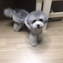 땡큐애견 이미지