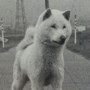 금*호