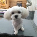 마이쏭 펫샵 이미지