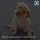 강아지 꼬순내 이미지