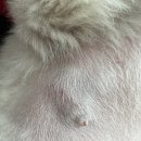 힘찬동물메디컬센터 이미지