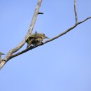 딱따구리 이미지