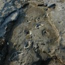 형제조류 | 사계리 사람발자국 화석 / 배진성