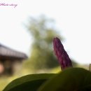 Magnolia 티스토리