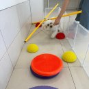 김해애견호텔 강아지유치원 맘바이 김해점 | 김해애견유치원 다양한 체험할 수 있는 맘바이 김해점