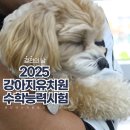 웬만해선 개들을 막을 수 없다 이미지