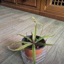 아델라농장 | 라포레 아델라 끈끈이주걱 쿠팡 후기 Drosera adelae 초파리 날파리 잡는 식충식물