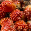 씨지 컴퍼니 이미지