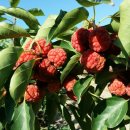 최가네농장 이미지