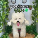 멈무아 | 부산 사하구 실내애견카페 추천 - 멈무아
