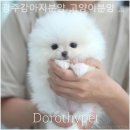 광주강아지분양 고양이분양 도로시펫 이미지