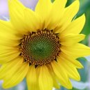 노화해바라기 이미지