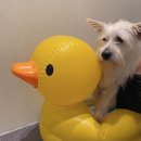 멍화만사성 이미지