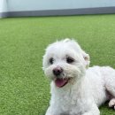 마마스미독펜트하우스 광주애견유치원&애견호텔 본점 이미지