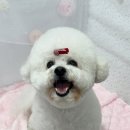 대전애견미용학원 이미지