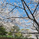 중원서로 | 2026 진해 군항제 여좌천 로망스다리 맛집 총정리 (제황산공원·중원로터리·중앙시장까지)